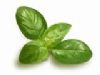 BASIL - OCIMUM BASILICUM (15 ML)