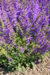 CLARY SAGE - SALVIA SCLAREA (15 ML)