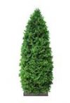 CYPRESS - CUPRESSUS  SEMPERVIRENS (15 ML)
