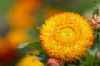 HELICHRYSUM ITALICUM - IMMORTELLE ( 5 ML)