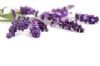  LAVENDER - LAVANDULA ANGUSTIFOLIA  (15 ML)
