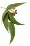 LEMON EUCALYPTUS - EUCALYPTUS CITRIODORA (15 ML)