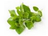 OREGANO - ORIGANUM VULGARE L  ( 15 ML )