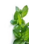 PEPPERMINT -  MENTHA PIPERITA (15ML)