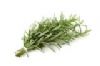 ROSEMARY-  ROSMARINUS OFFICINALIS (15 ML)